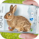 bunny in phone cute jo