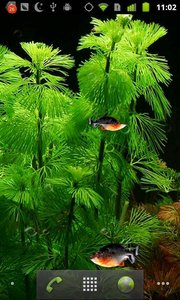 3D水虎鱼动态壁纸-Piranha 3d aquarium LWP正版手机版_3D水虎鱼动态壁纸-Piranha 3d aquarium LWP安卓App