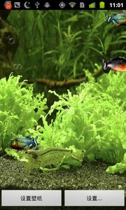 3D水虎鱼动态壁纸-Piranha 3d aquarium LWP正版手机版_3D水虎鱼动态壁纸-Piranha 3d aquarium LWP安卓App