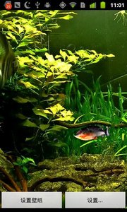 3D水虎鱼动态壁纸-Piranha 3d aquarium LWP正版手机版_3D水虎鱼动态壁纸-Piranha 3d aquarium LWP安卓App
