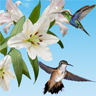 Birds鸟类生活墙纸官方
