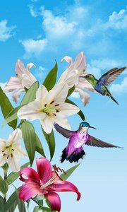 Birds鸟类生活墙纸官方正版免费_Birds鸟类生活墙纸新版手机端