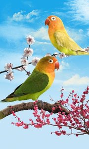 Birds鸟类生活墙纸官方正版免费_Birds鸟类生活墙纸新版手机端