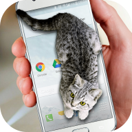 Cat Walks in Phone Cut
