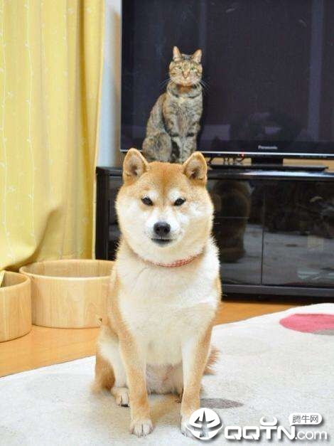 猫狗神器最新版本_猫狗神器下载官方版