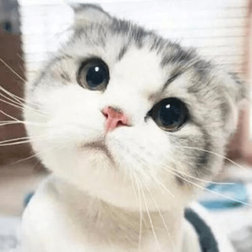 猫语狗语翻译下载安装_