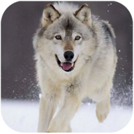 Wolf Dog Simulator(哈士奇模拟器)2025最新版_Wolf Dog Simulator(哈士奇模拟器)下载免费2025新版
