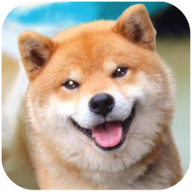 Akita Dog Simulator(秋田犬模拟器)下载免费2025新版_Akita Dog Simulator(秋田犬模拟器)游戏下载