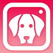 DogCam有小狗的相机免费