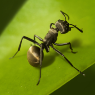 Planet Ant(蚂蚁星球)2025最新版下载_Planet Ant(蚂蚁星球)免费2025新版